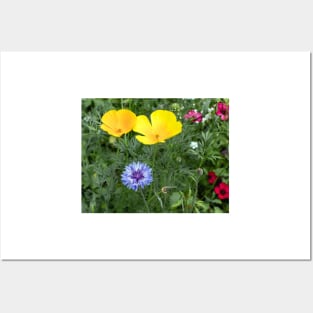 Wild flowers Posters and Art